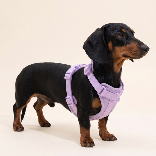 Spine-Safe No-Pull Dachshund Harness - main-2