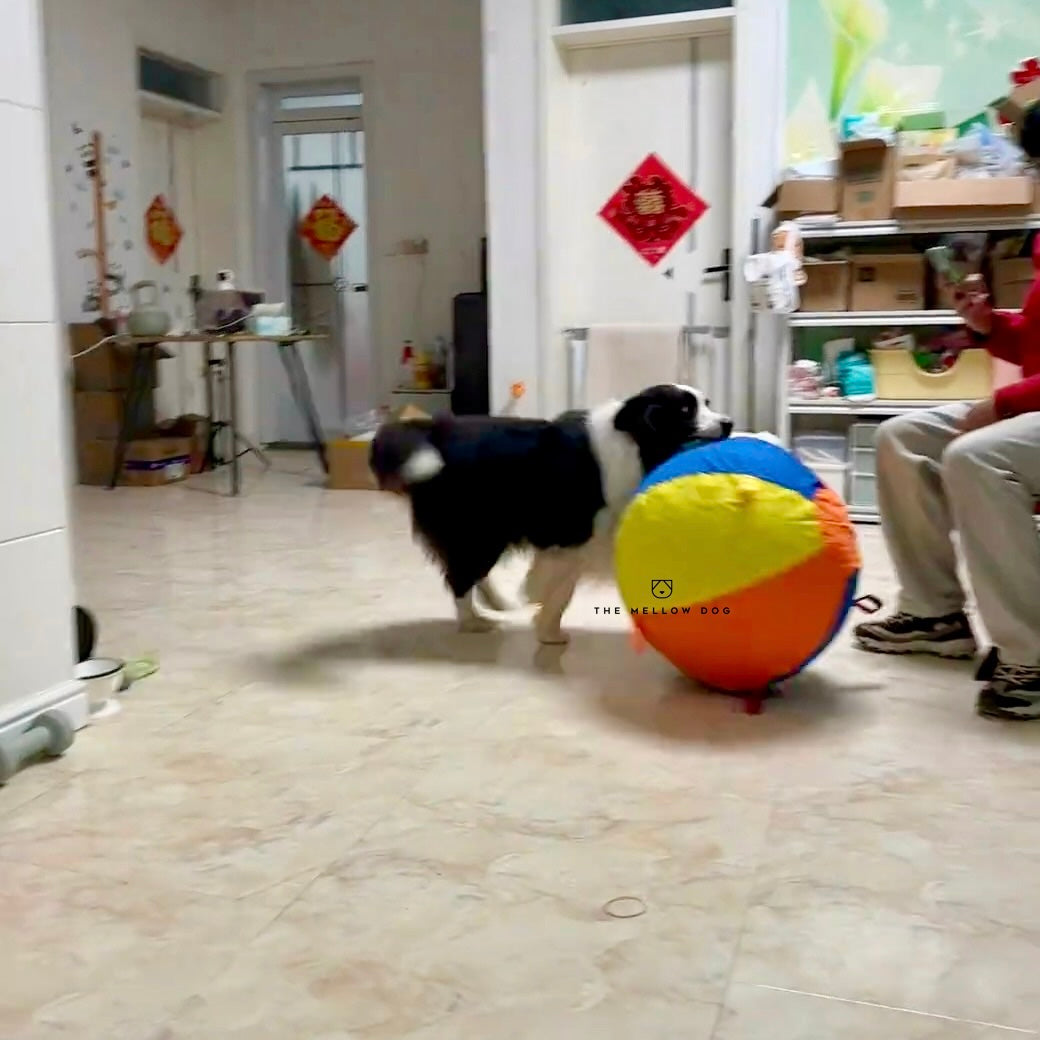 Jumbo Calming Dog Ball