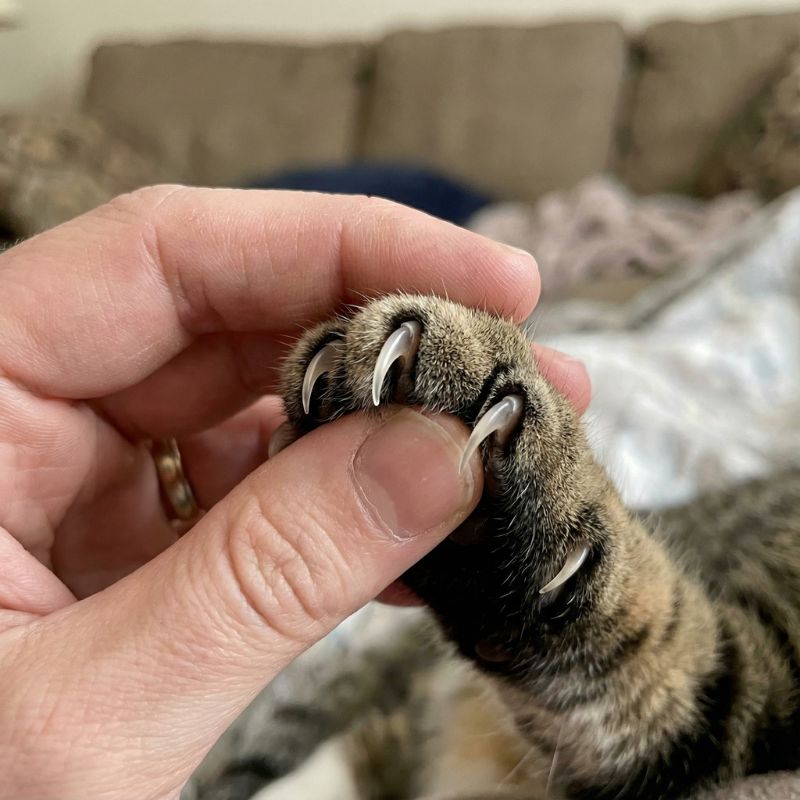 Cat Nail Filing Scratch Box with Treat Puzzle