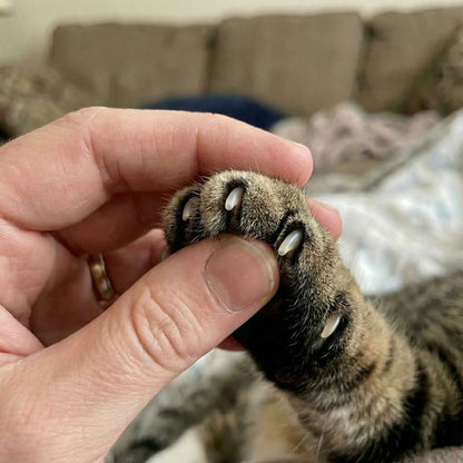 Cat Nail Filing Scratch Box with Treat Puzzle