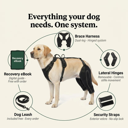 Dual-leg hinged knee brace harness for dogs