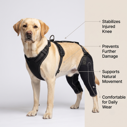 Dual-leg hinged knee brace harness for dogs