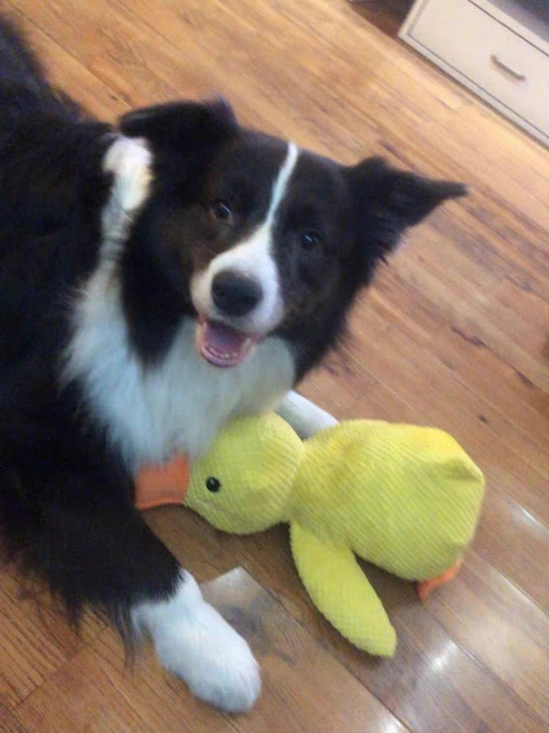Durable Squeaky Duck Plush Toy for Dogs - image 10
