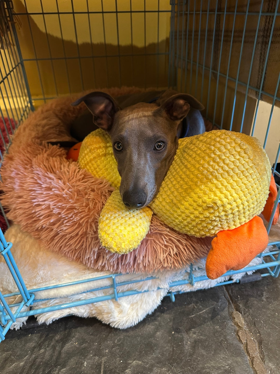Durable Squeaky Duck Plush Toy for Dogs - image 12