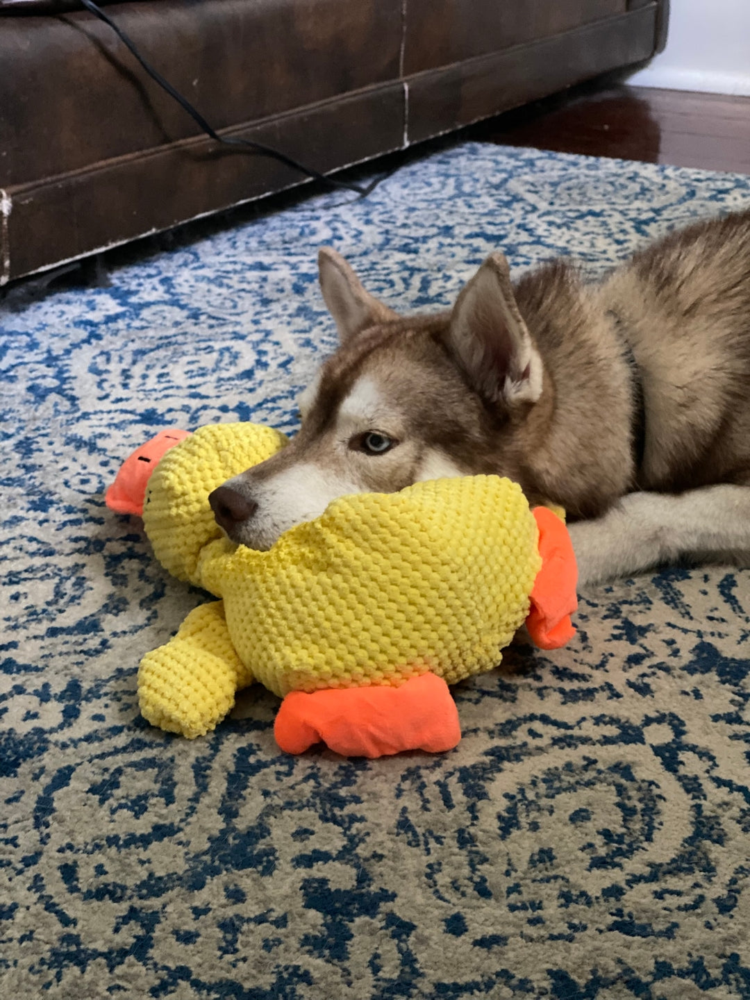 Durable Squeaky Duck Plush Toy for Dogs - image 14