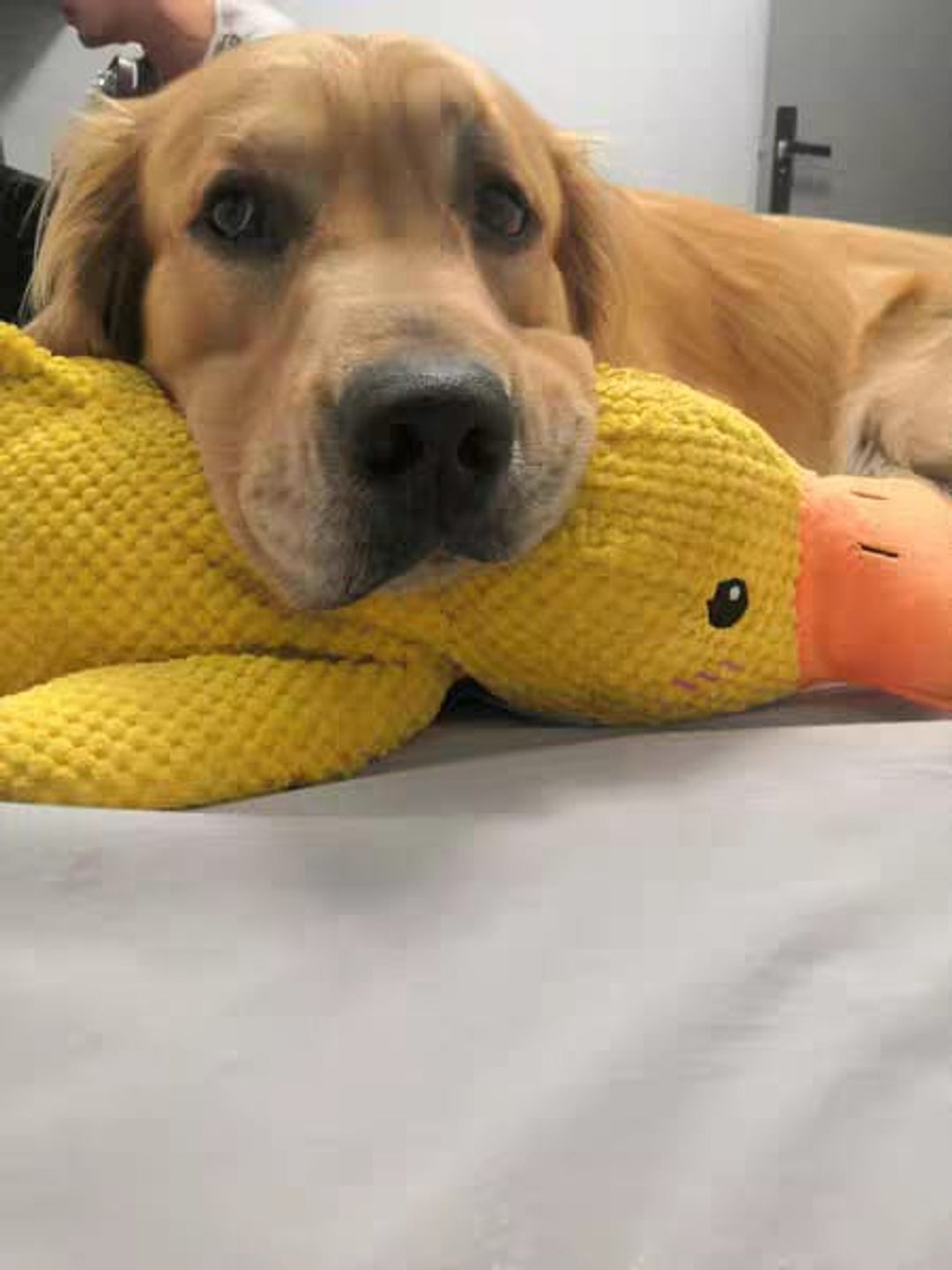 Durable Squeaky Duck Plush Toy for Dogs - image 9