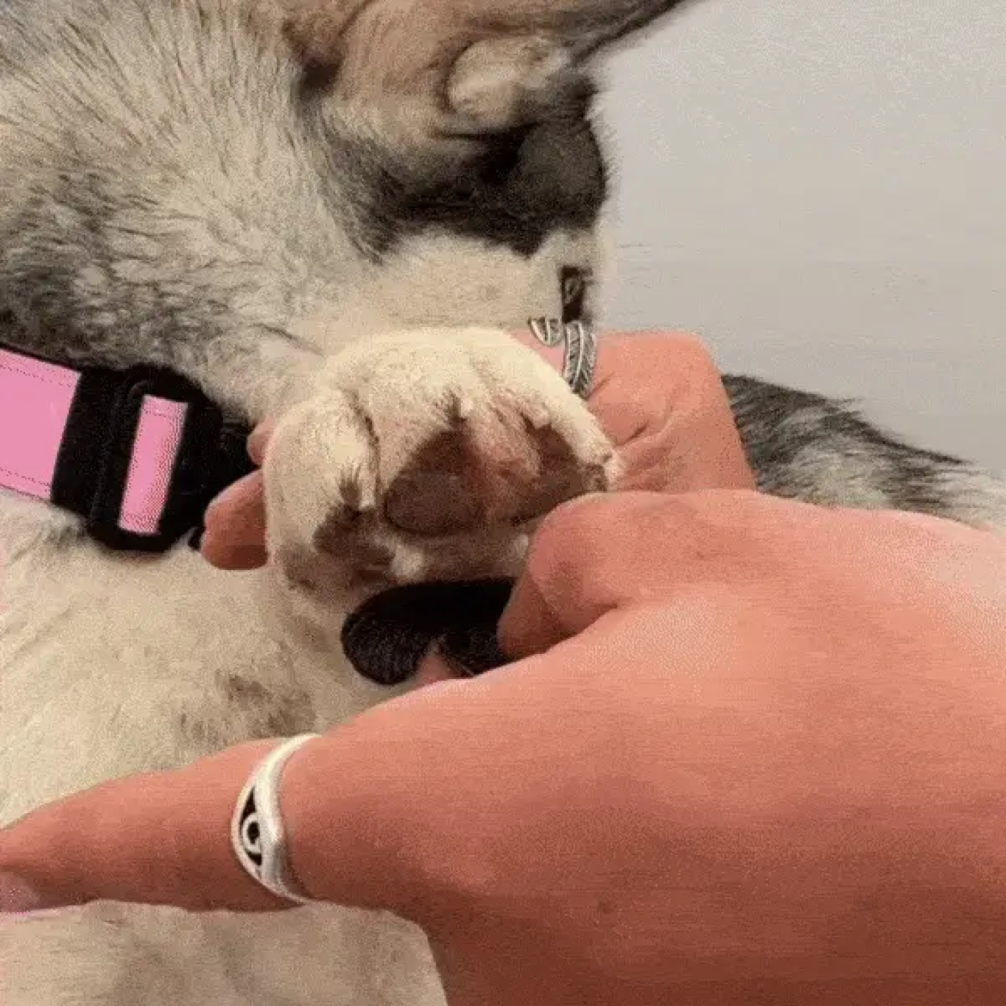 Dog Paw Pad Protectors