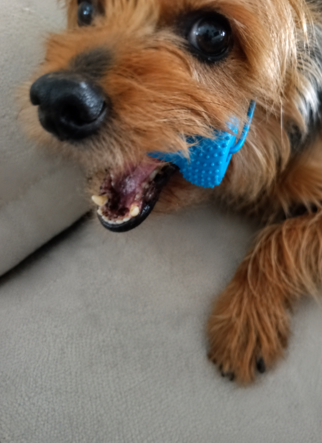 Dog dental chew toy with brushing strap - view 10