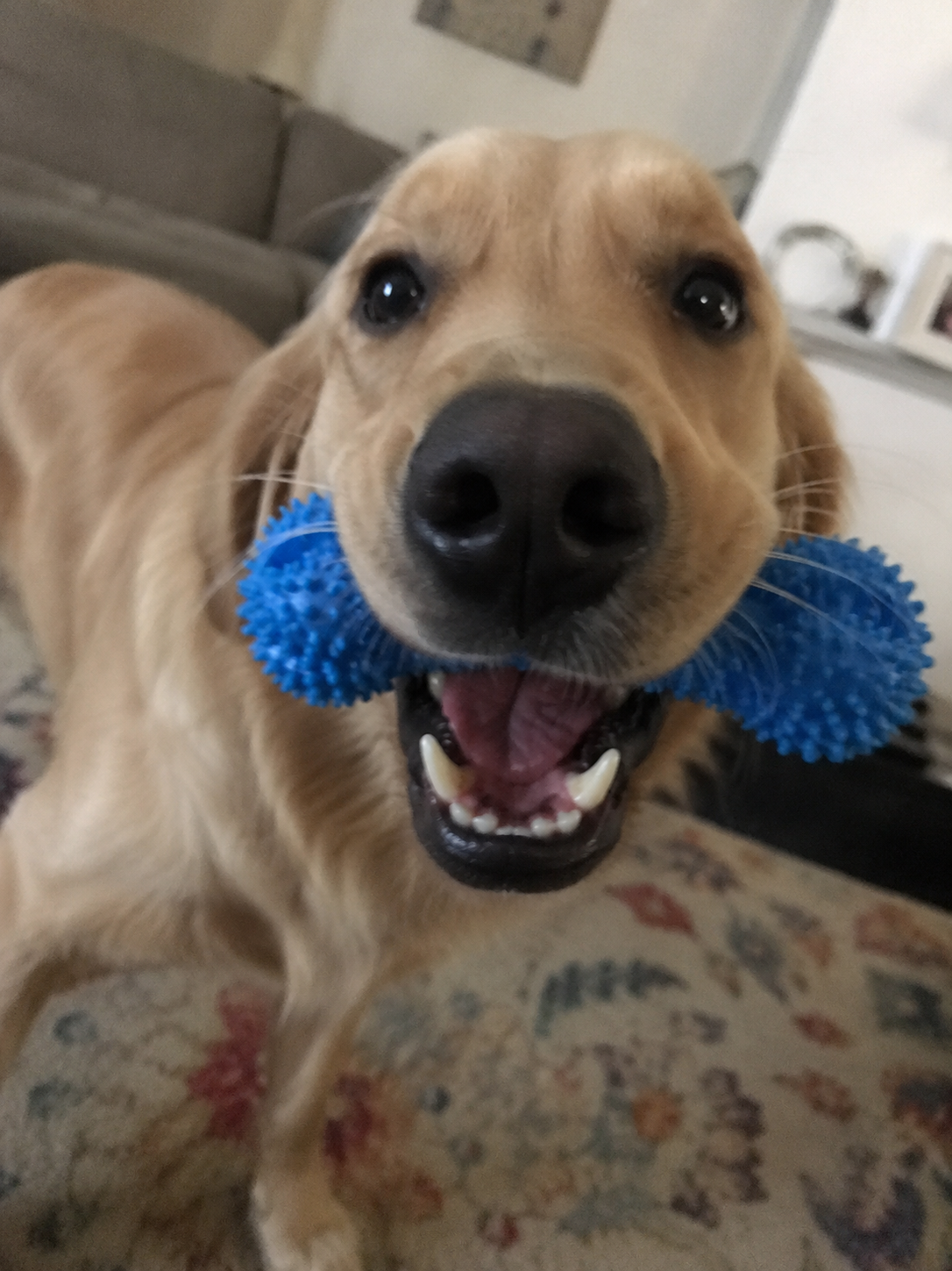 Dog dental chew toy with brushing strap - view 11