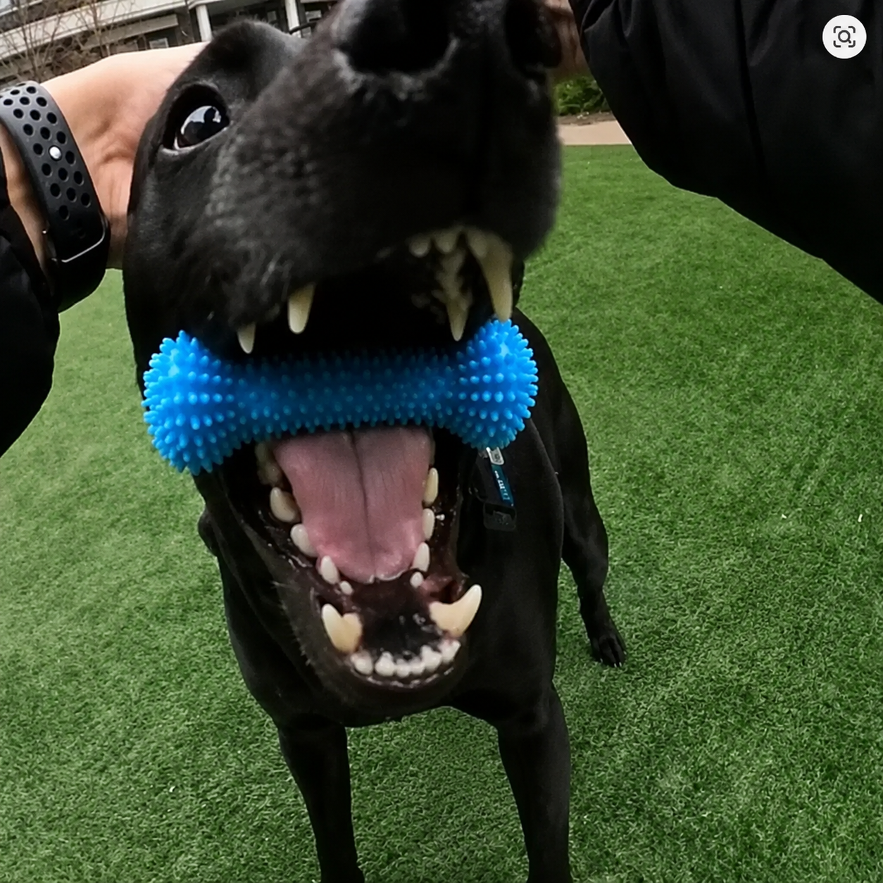 Dog dental chew toy with brushing strap - view 9