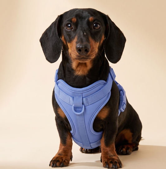 Spine-Safe No-Pull Dachshund Harness - main-1