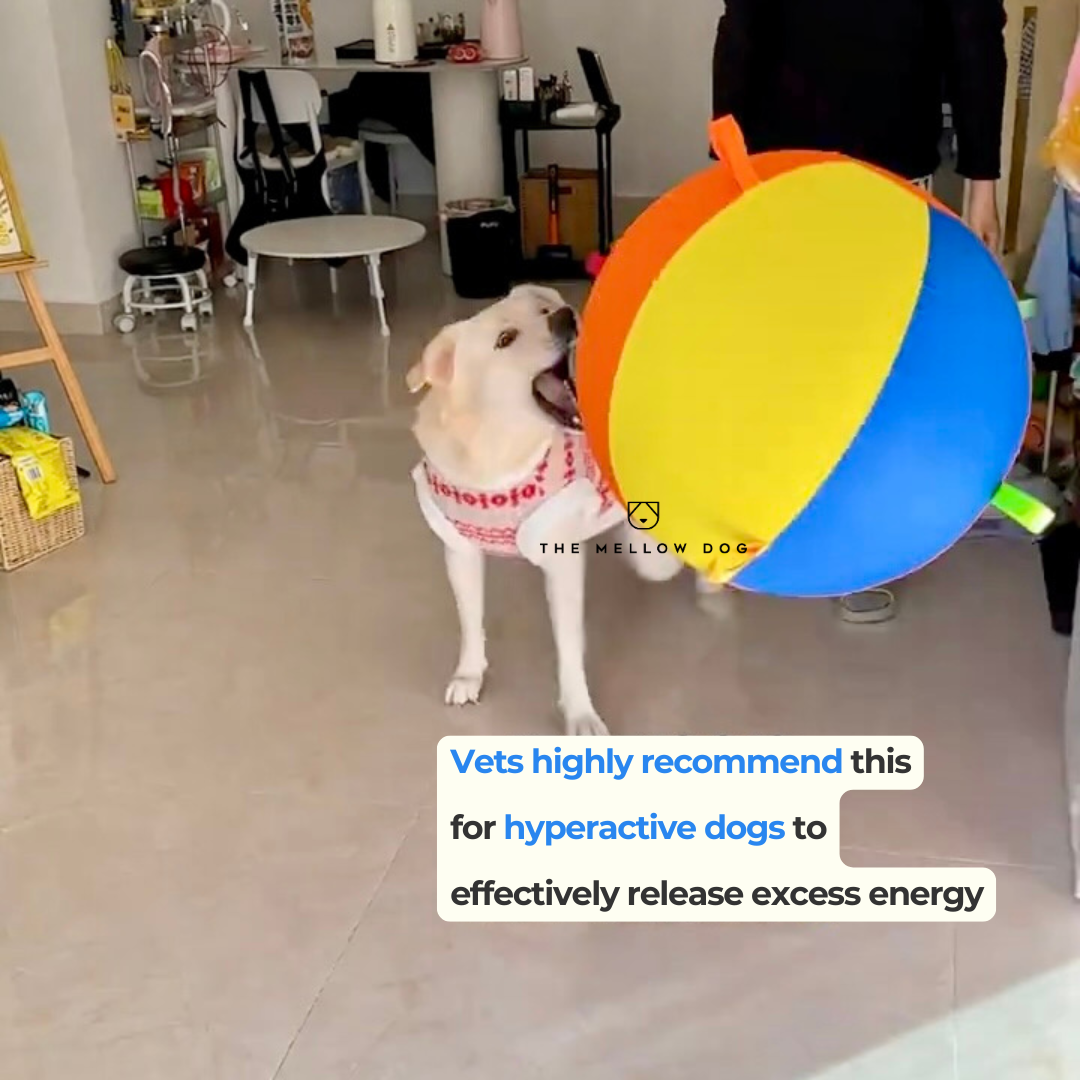 Jumbo Calming Dog Ball