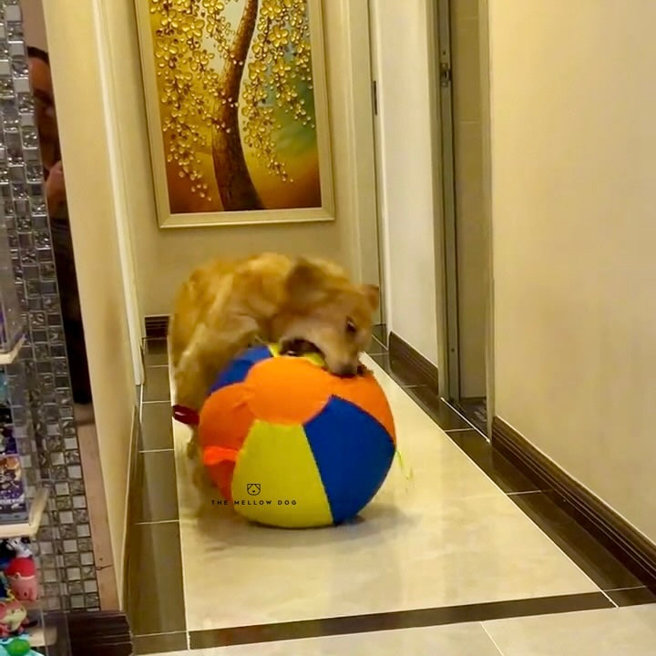 Jumbo Calming Dog Ball