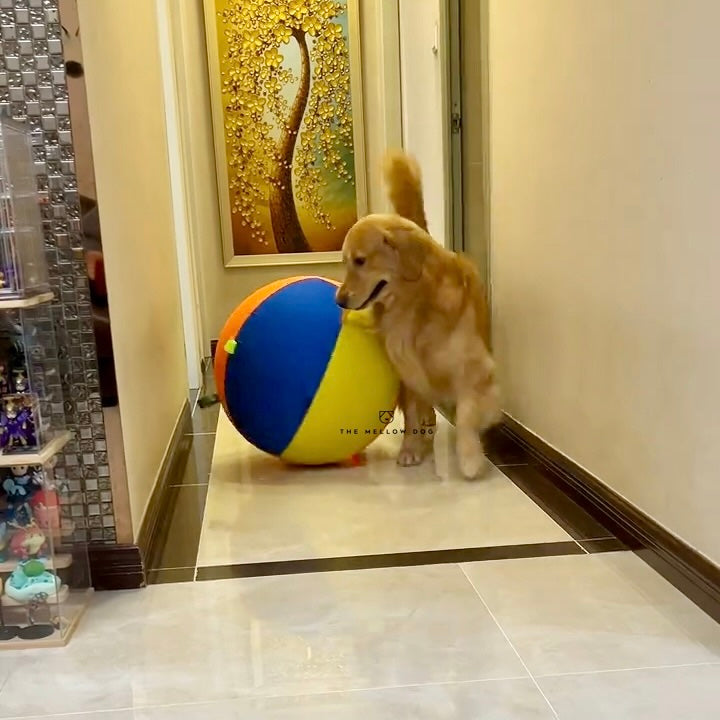 Jumbo Calming Dog Ball