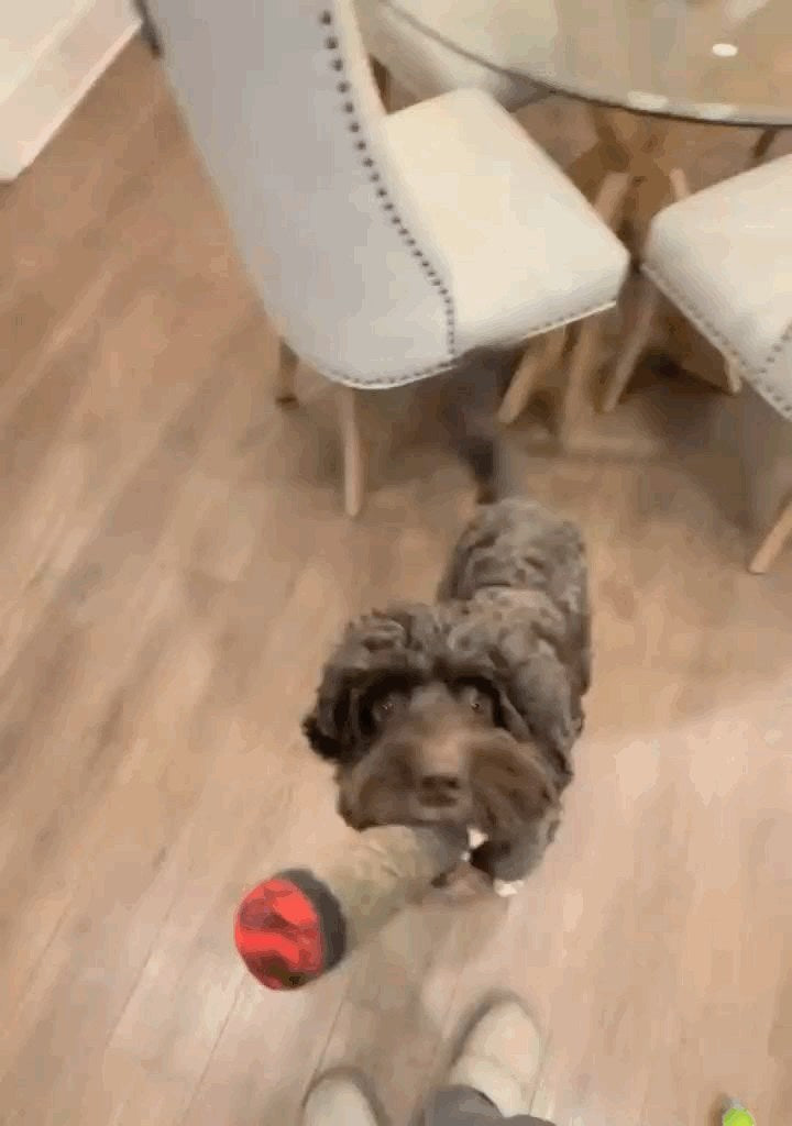 PAW Cigar Novelty Plush Squeaky Dog Toy