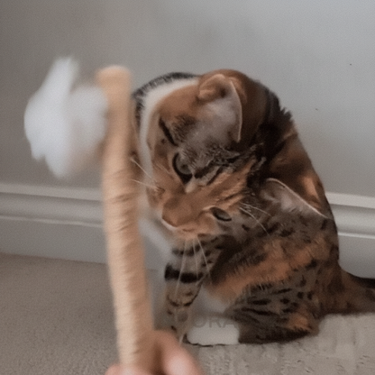 Silvervine dental sticks for cats