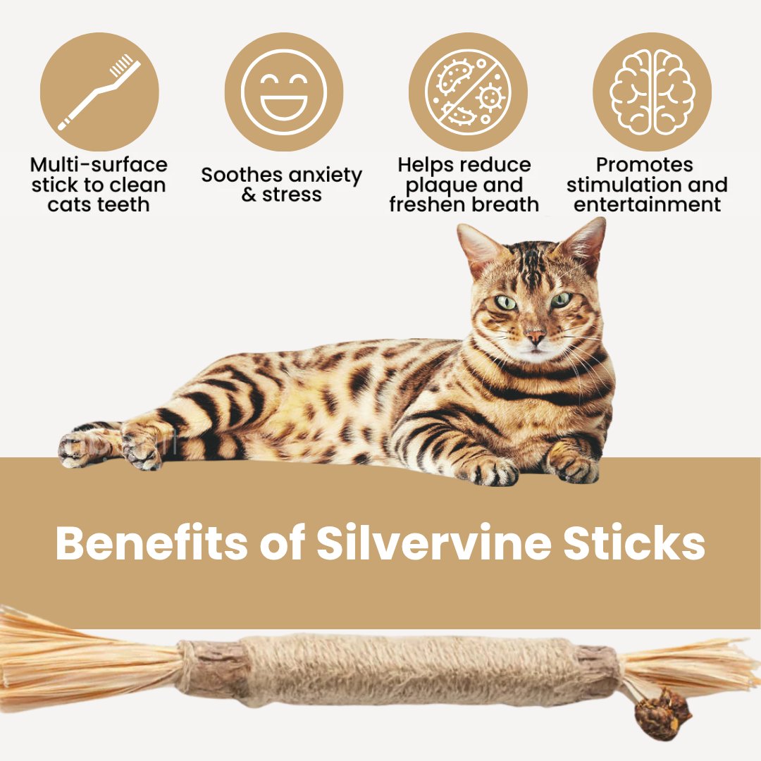 Silvervine dental sticks for cats