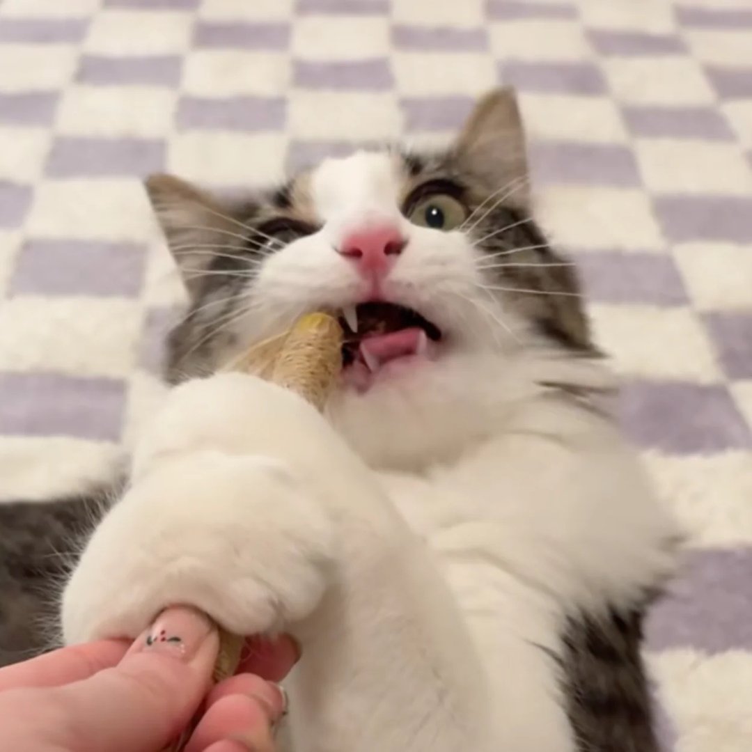Silvervine dental sticks for cats