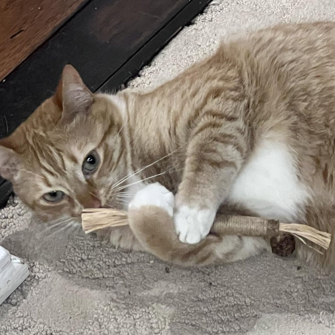 Silvervine dental sticks for cats