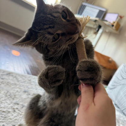 Silvervine dental sticks for cats