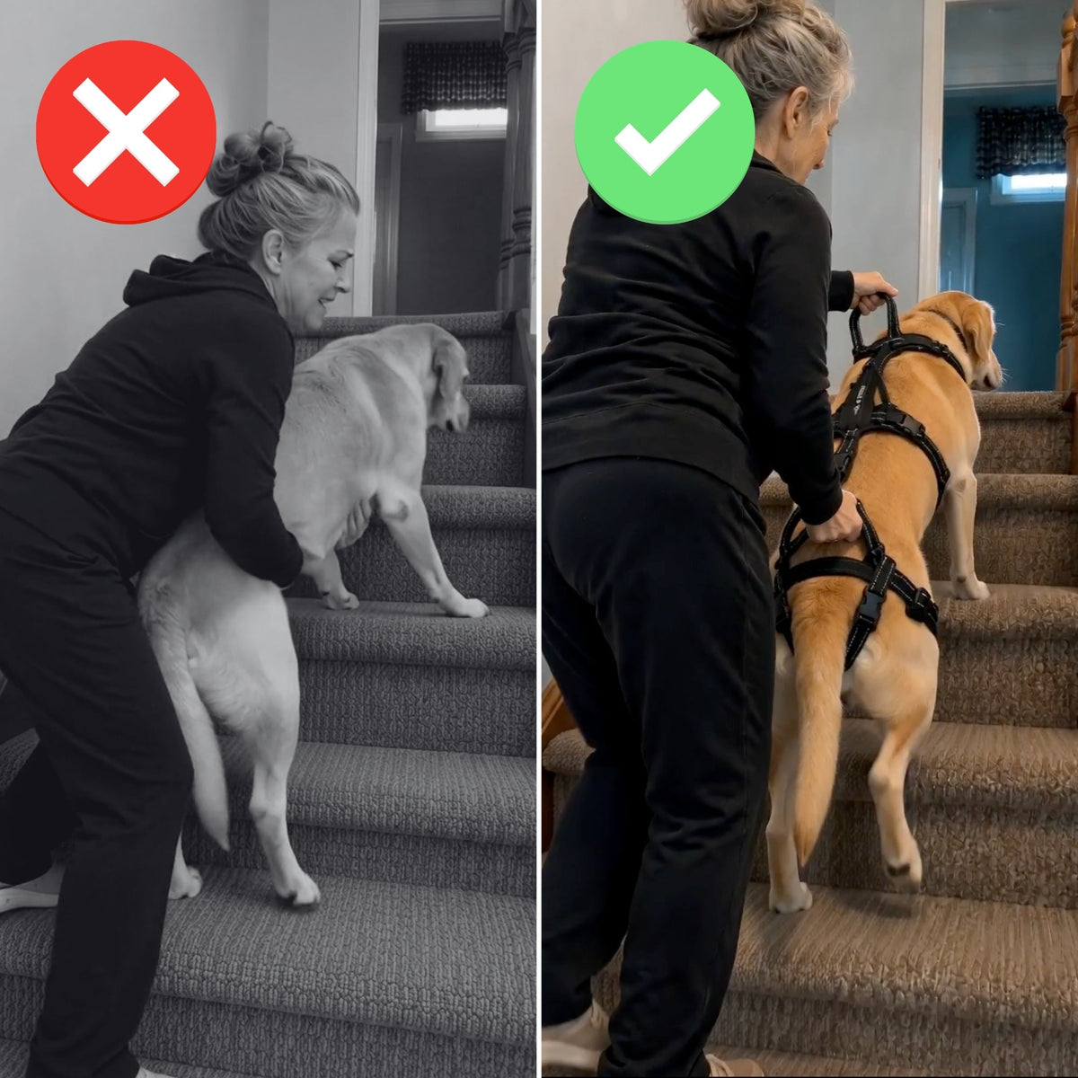 Full-body dog mobility harness