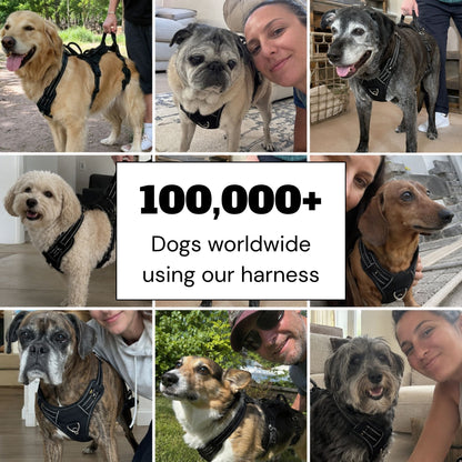 Full-body dog mobility harness