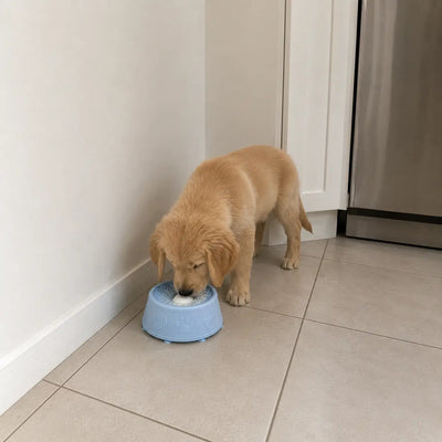 Calming Lick Bowl with Rolling Ball for Dogs