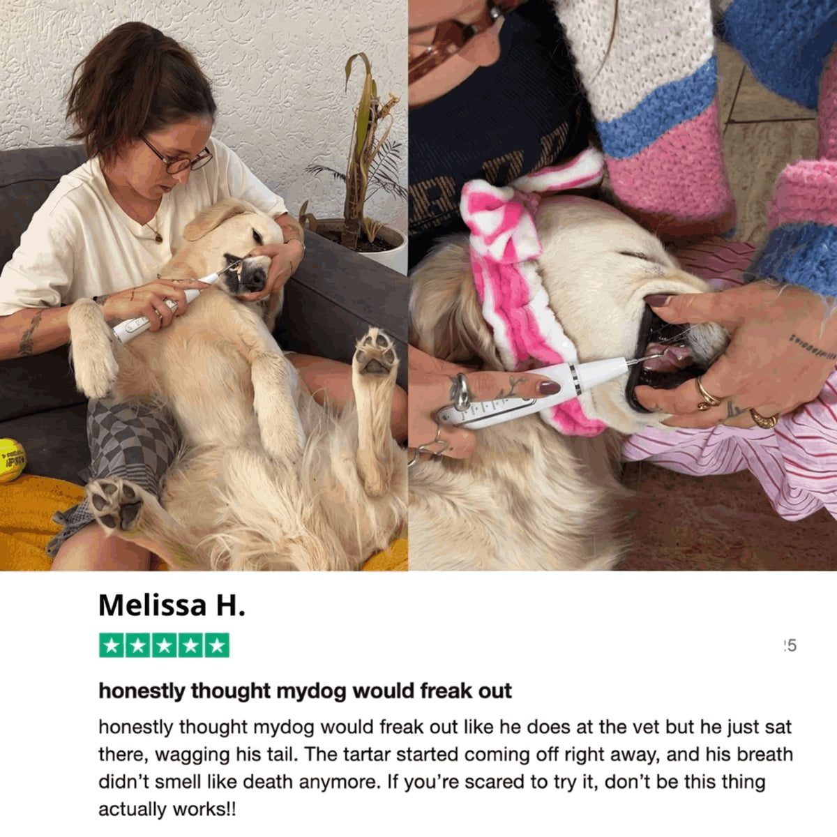 Ultrasonic plaque and tartar remover for dogs