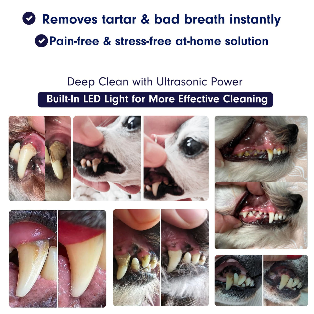Ultrasonic plaque and tartar remover for dogs