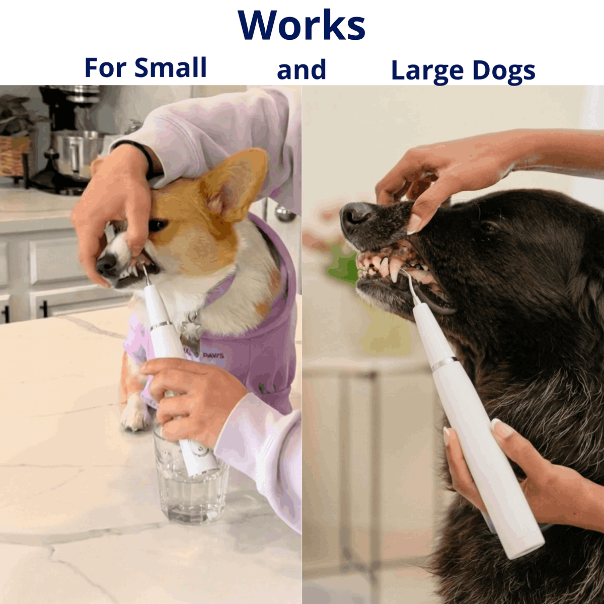 Ultrasonic plaque and tartar remover for dogs