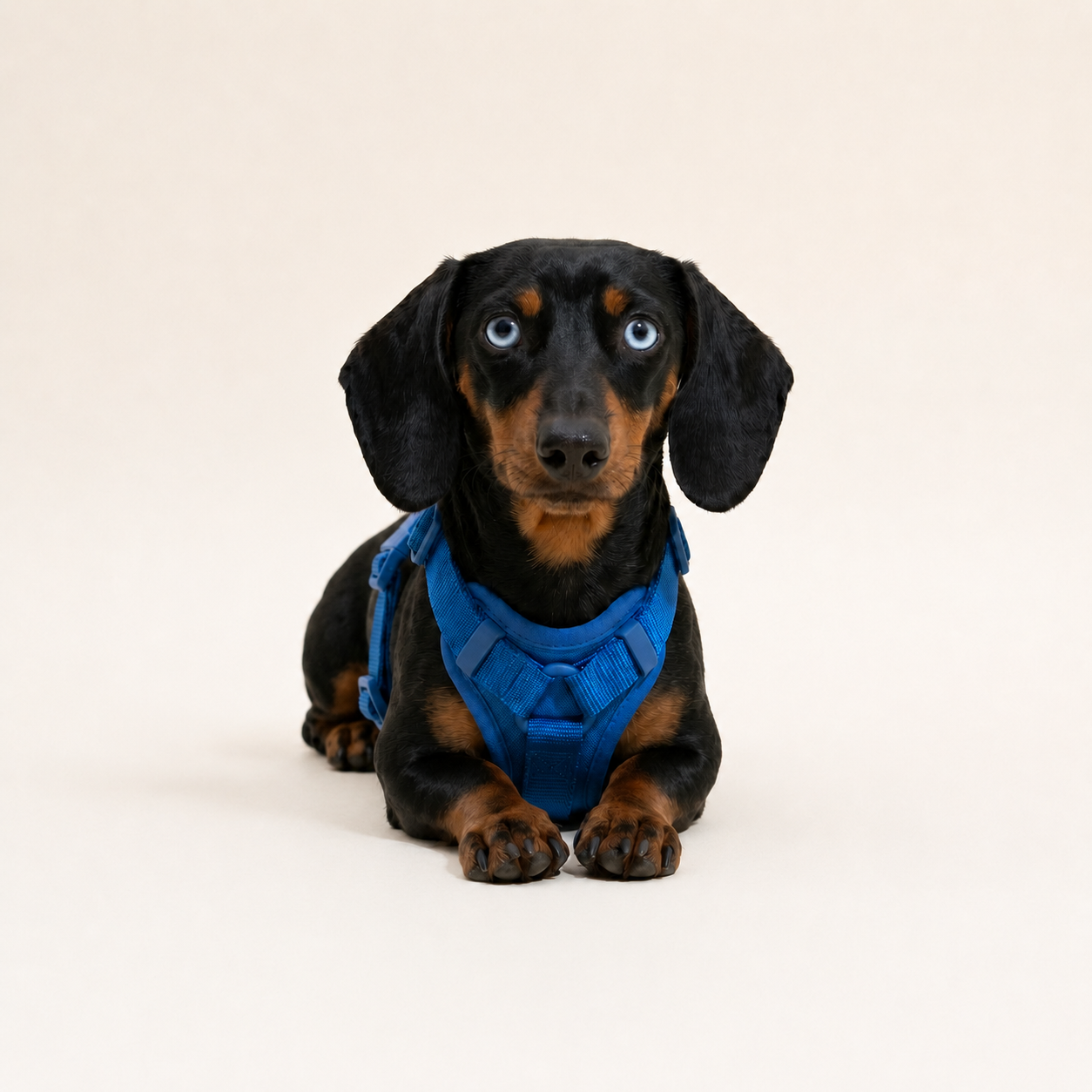 Spine-Safe No-Pull Dachshund Harness
