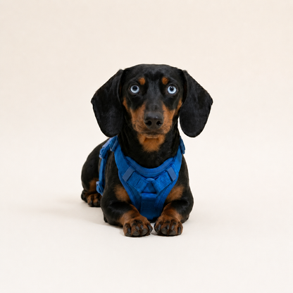 Spine-Safe No-Pull Dachshund Harness