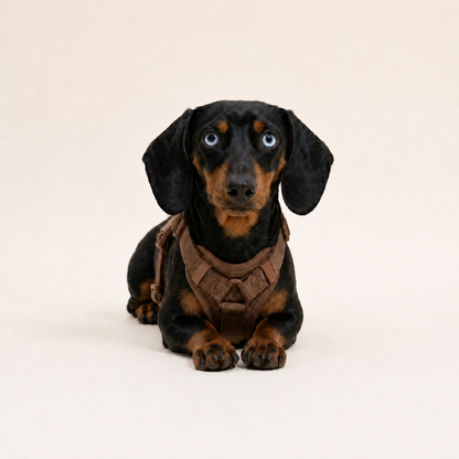 Spine-Safe No-Pull Dachshund Harness